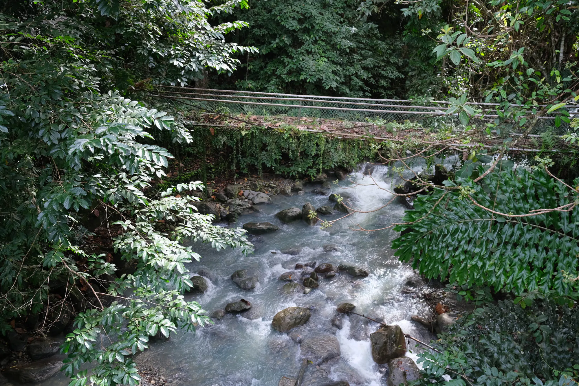 Protecting Malaysia’s Rainforests