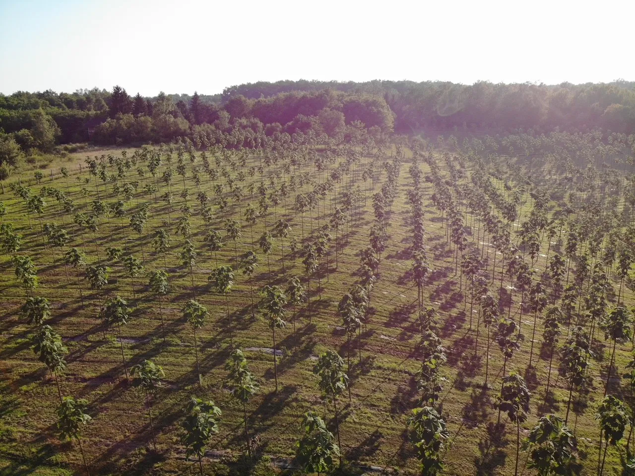 Growing a Greener Future: Paulownia Carbon Sequestration in The Netherlands