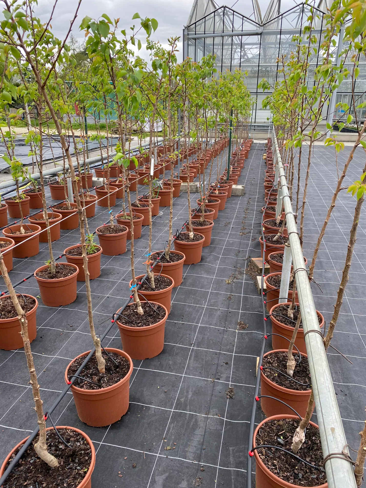 Lacanau Biochar Removal Project