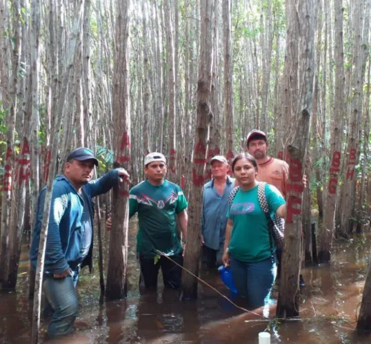 Mangrove Restoration in Mexico – Manglares Ursulo Galvan