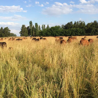 Reviving Grasslands: Restoring South America’s Rangelands