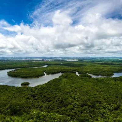 Save the Brazilian Amazon