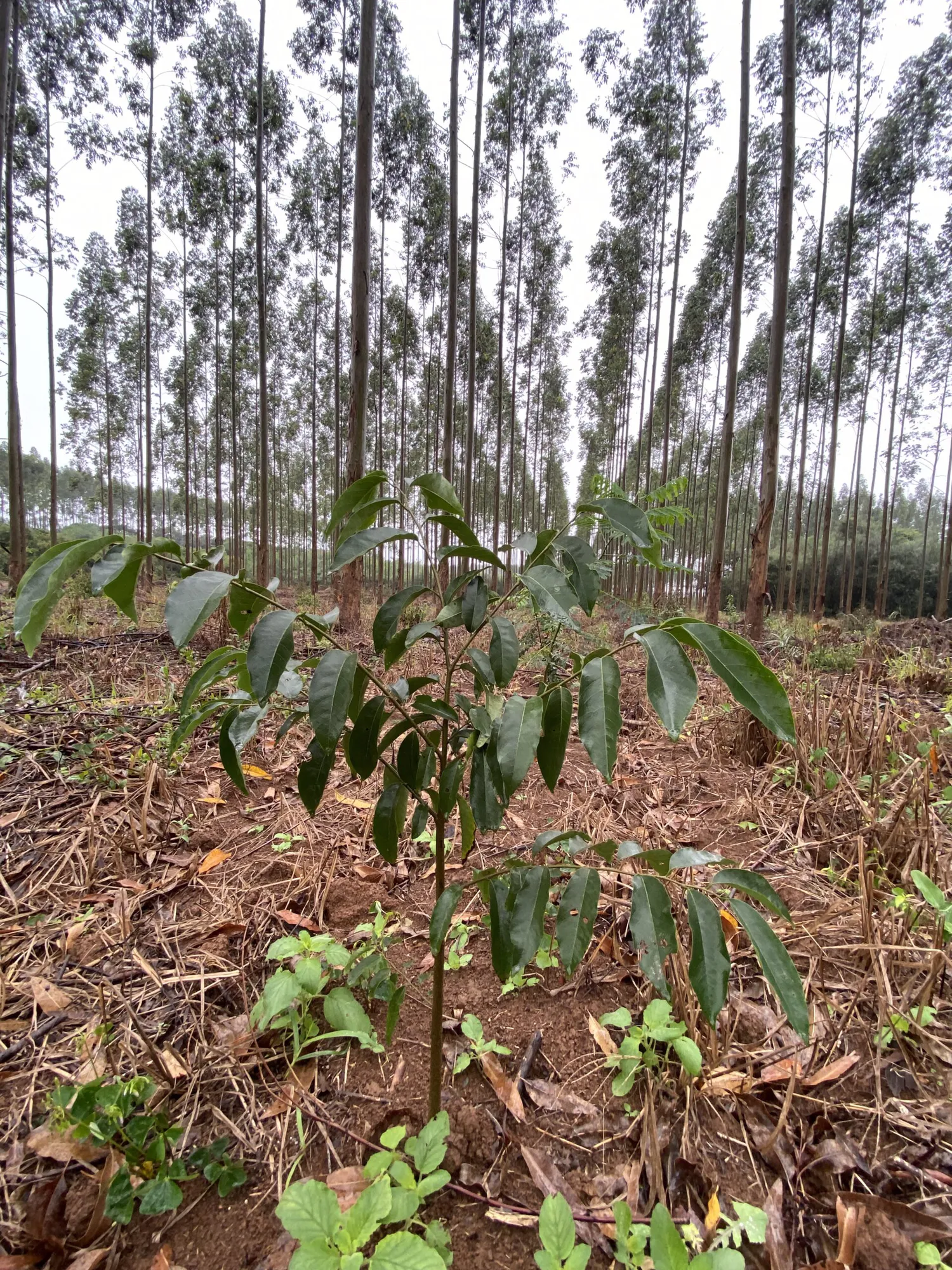 Mixed Planting of Native and Non-Native Species in Paraguay-I