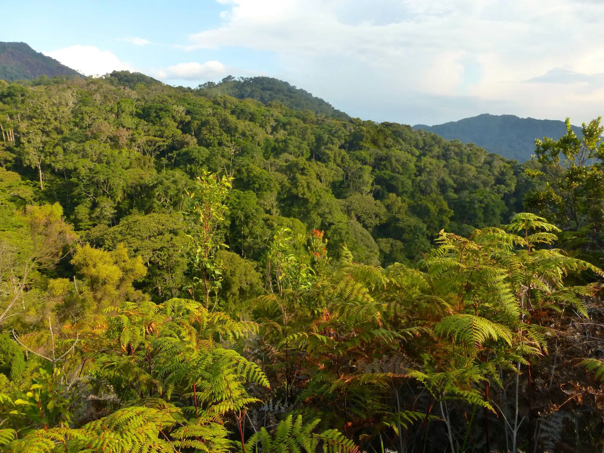 Eastern DRC: Protect Africa’s Biodiversity Hotspot