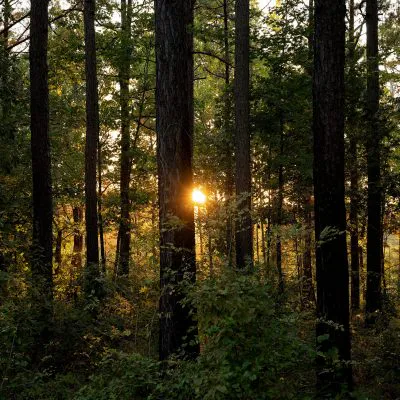 GreenTrees ACRE – Advanced Carbon Restored Ecosystem Project