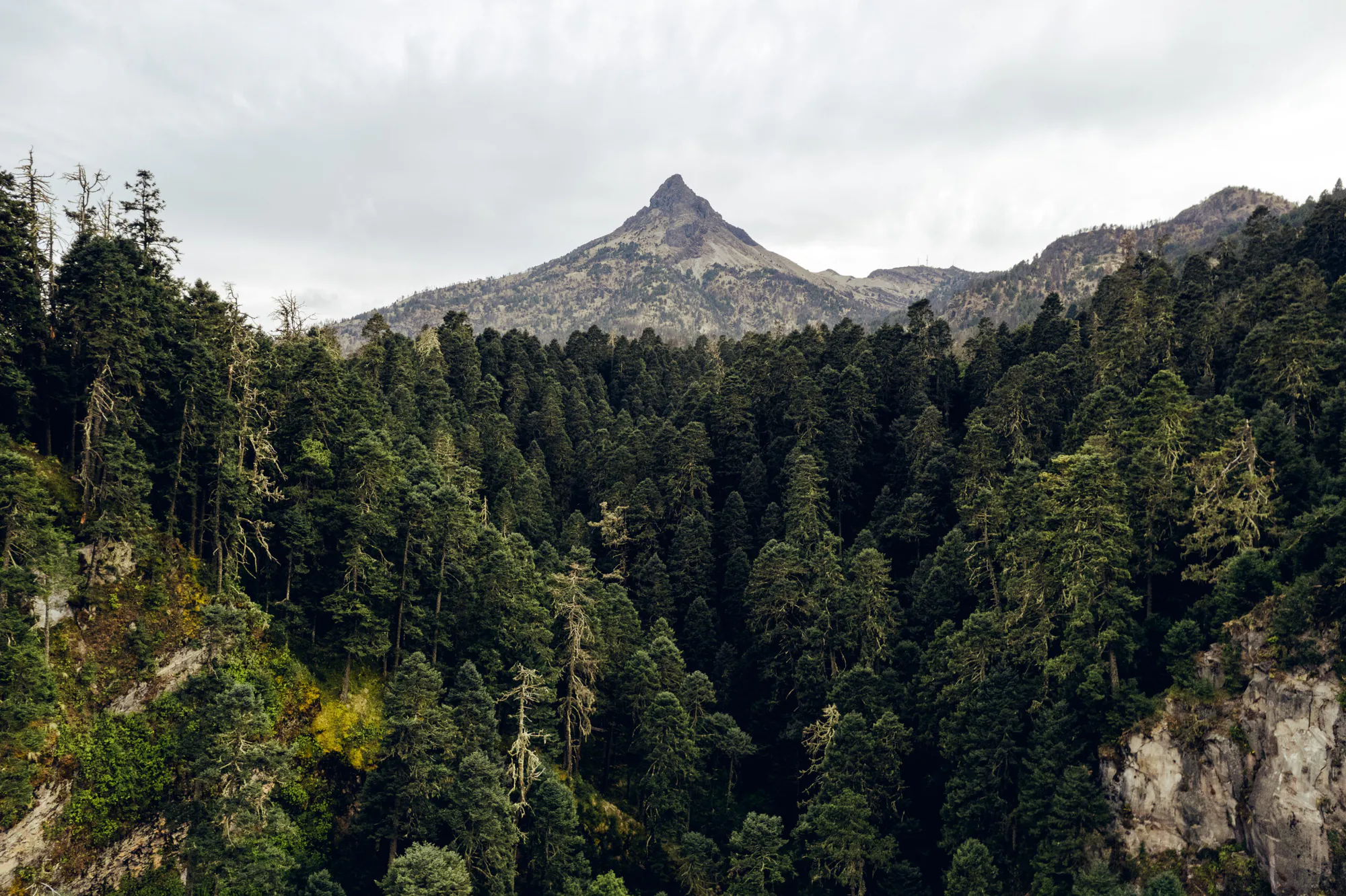 Ejido El Alamito Reforestation Project