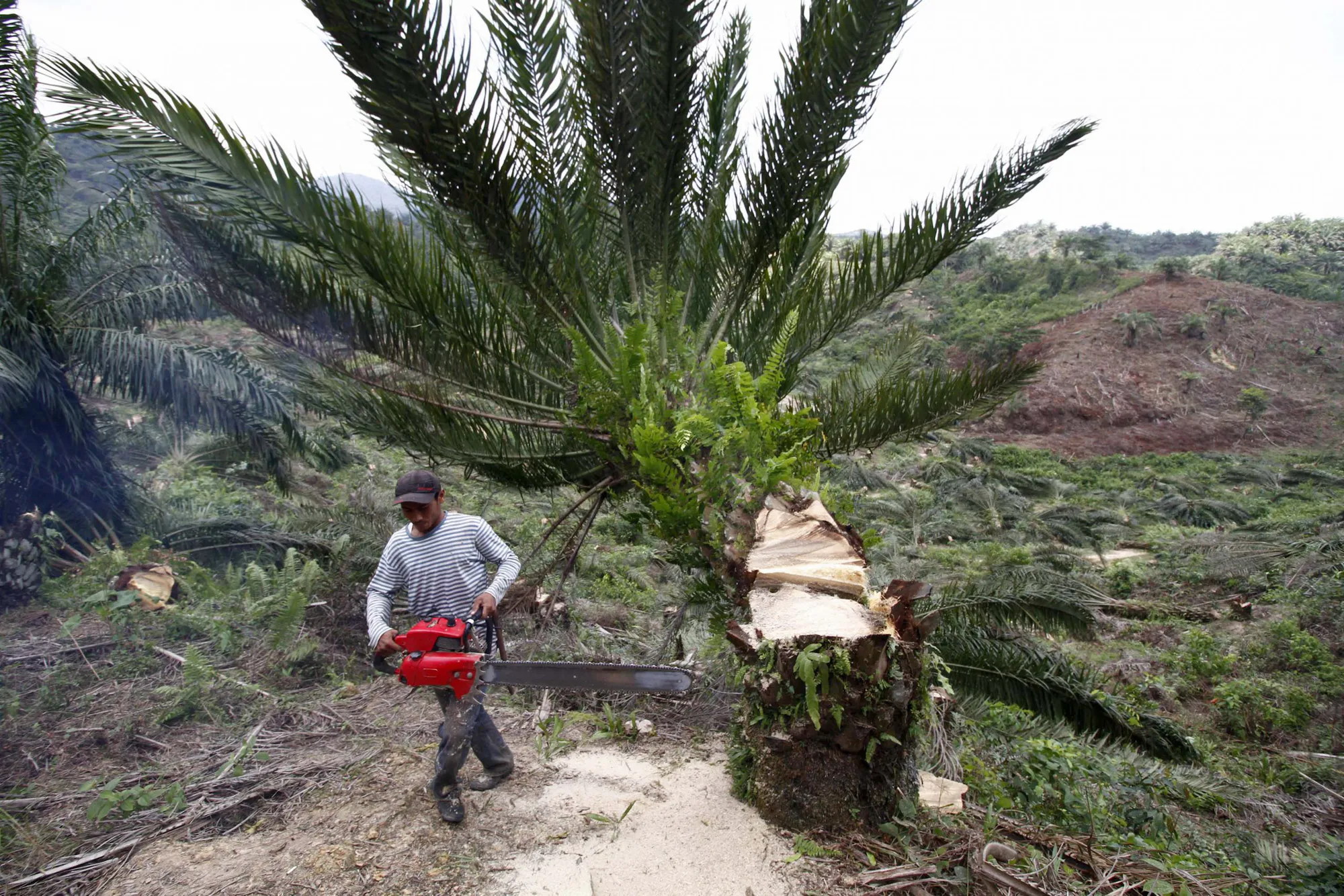 Protect the Leuser Ecosystem on the island of Sumatra