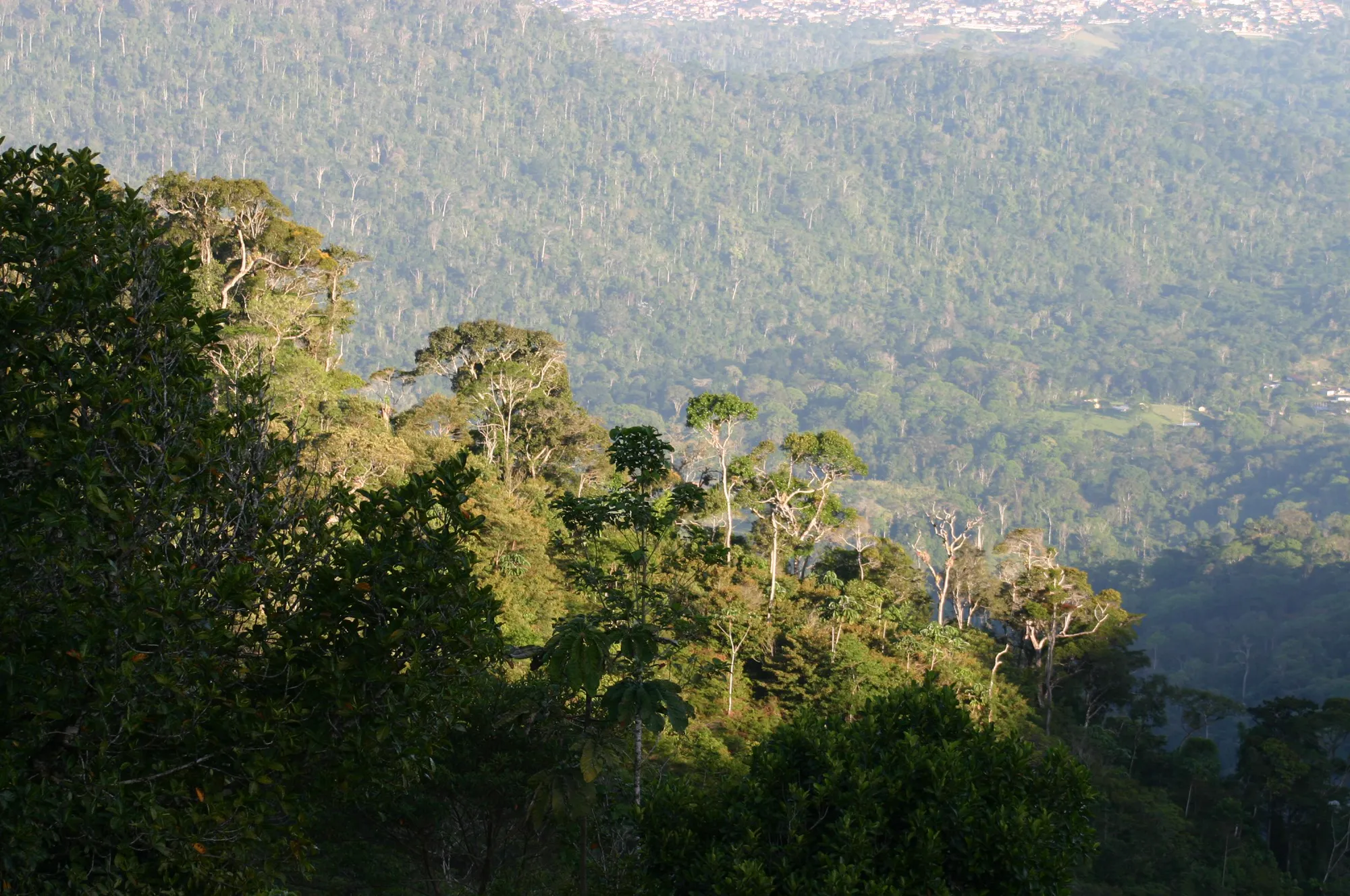 Protect biodiverse Atlantic Forest in Brazil’s Serra Bonita Mountain Range