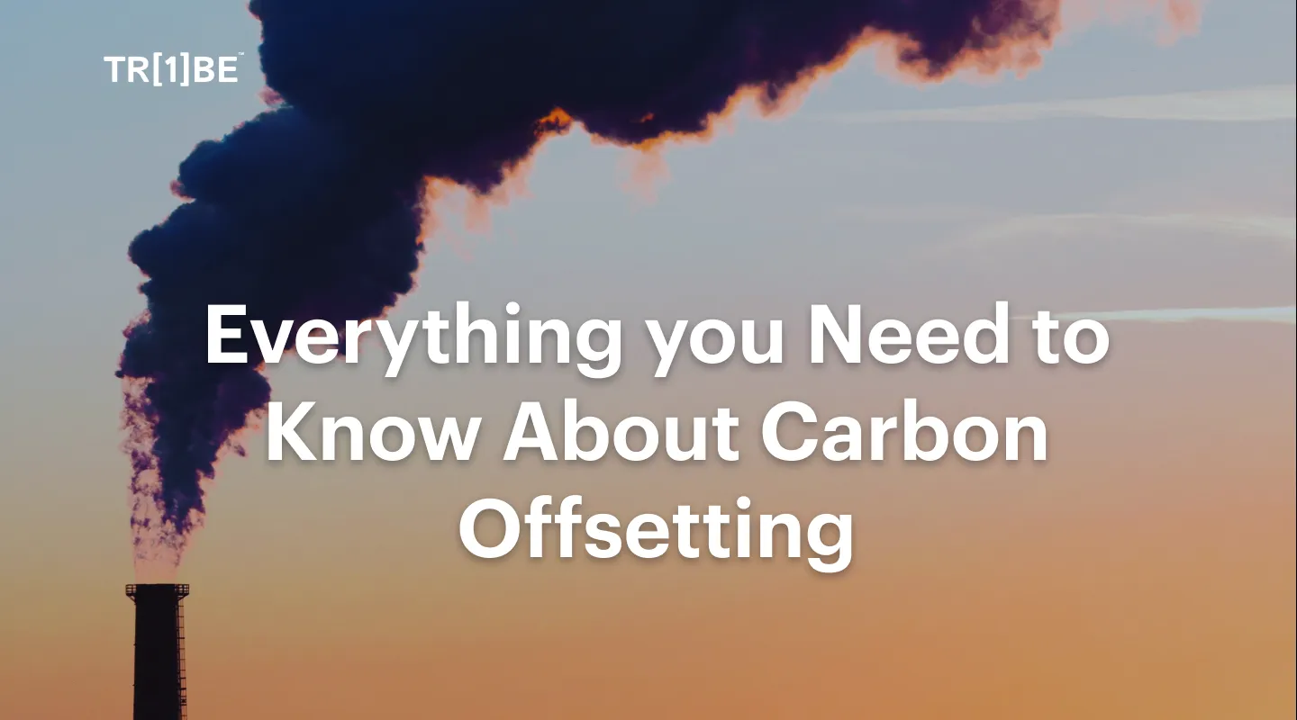 What Are Carbon Offsets? Everything You Need To Know