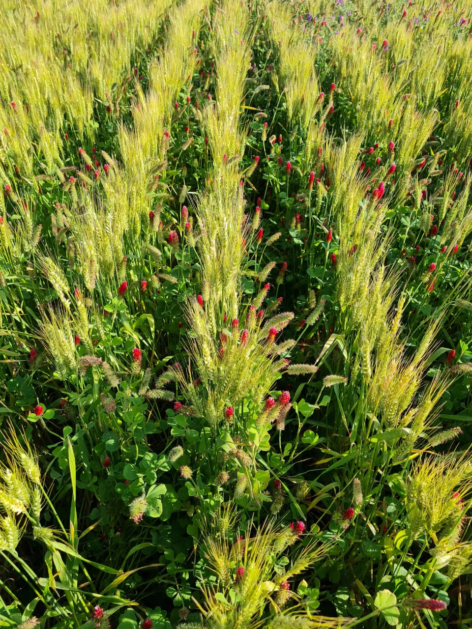 Orizon CarbonCrop Rewards Programme, South Africa
