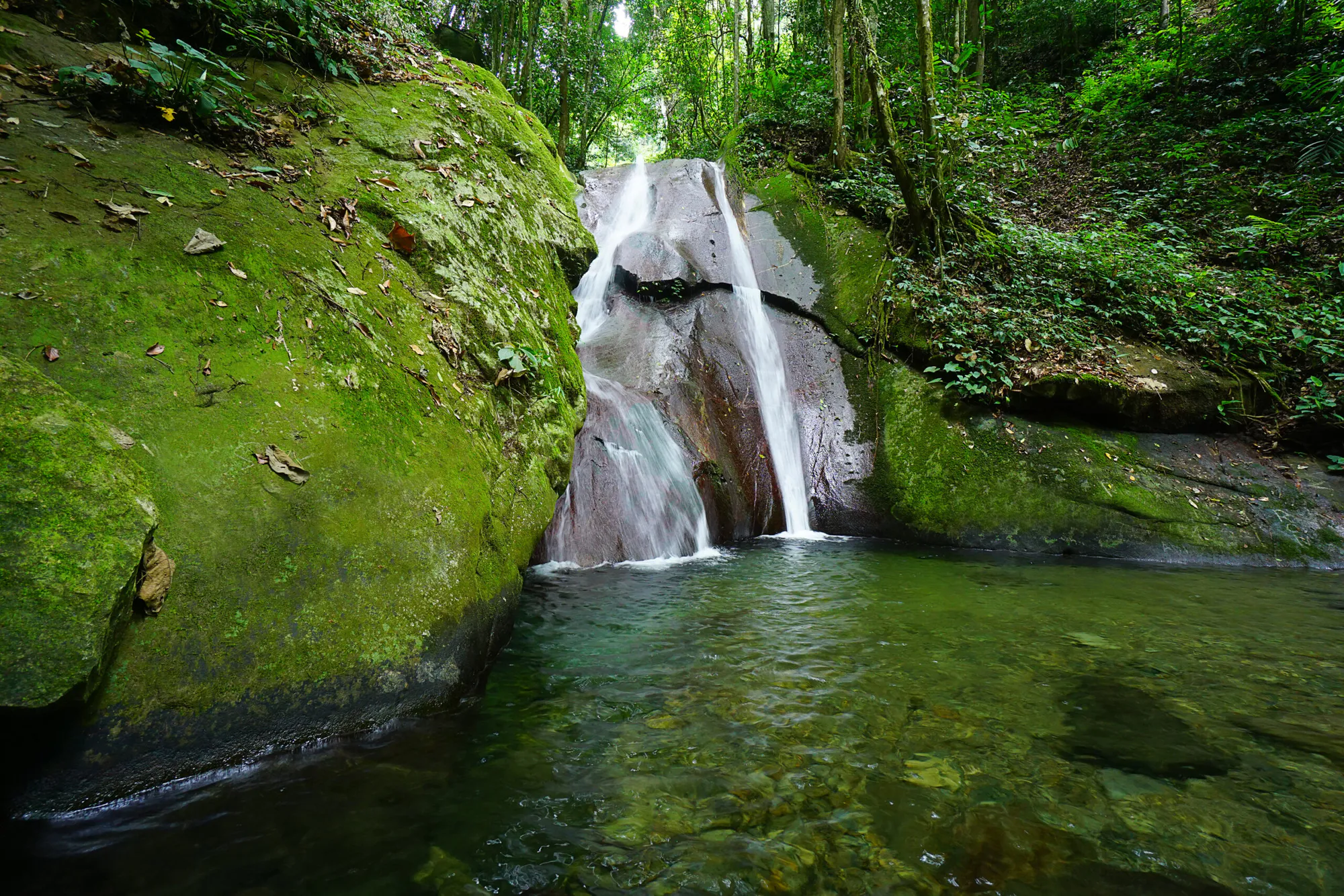 Protecting Malaysia’s Rainforests