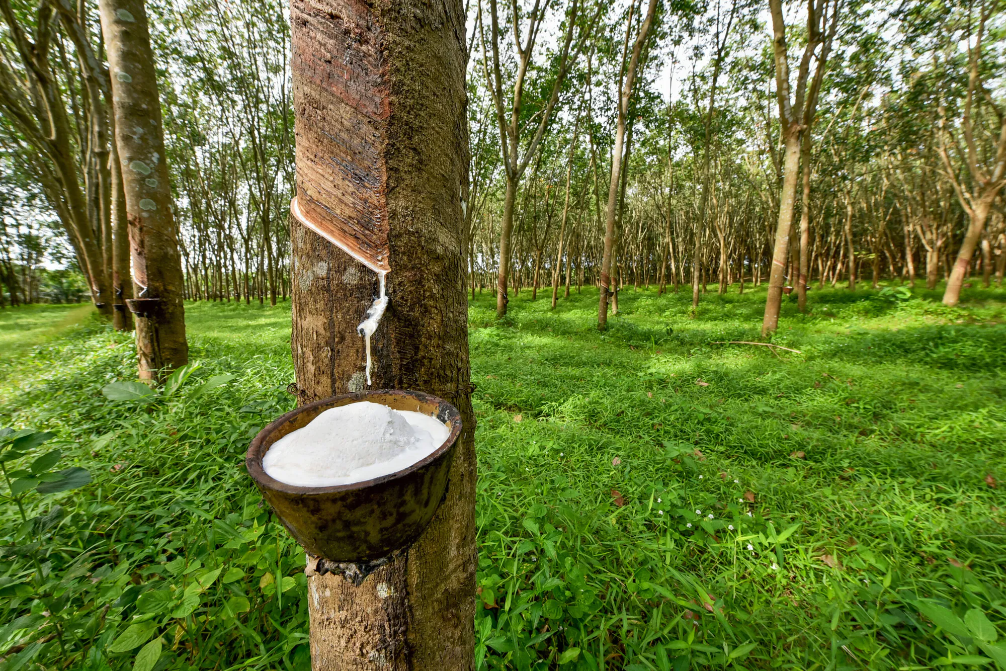 Rubber Forest Reforestation in Guatemala