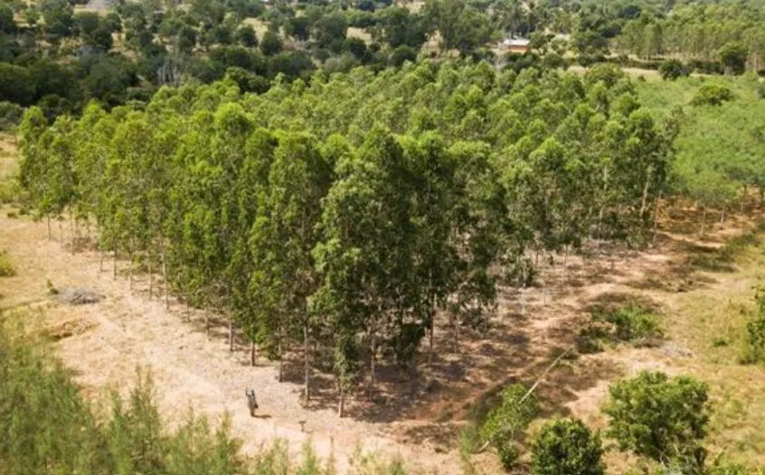 Komaza Smallholder Farmer Forestry Kenya