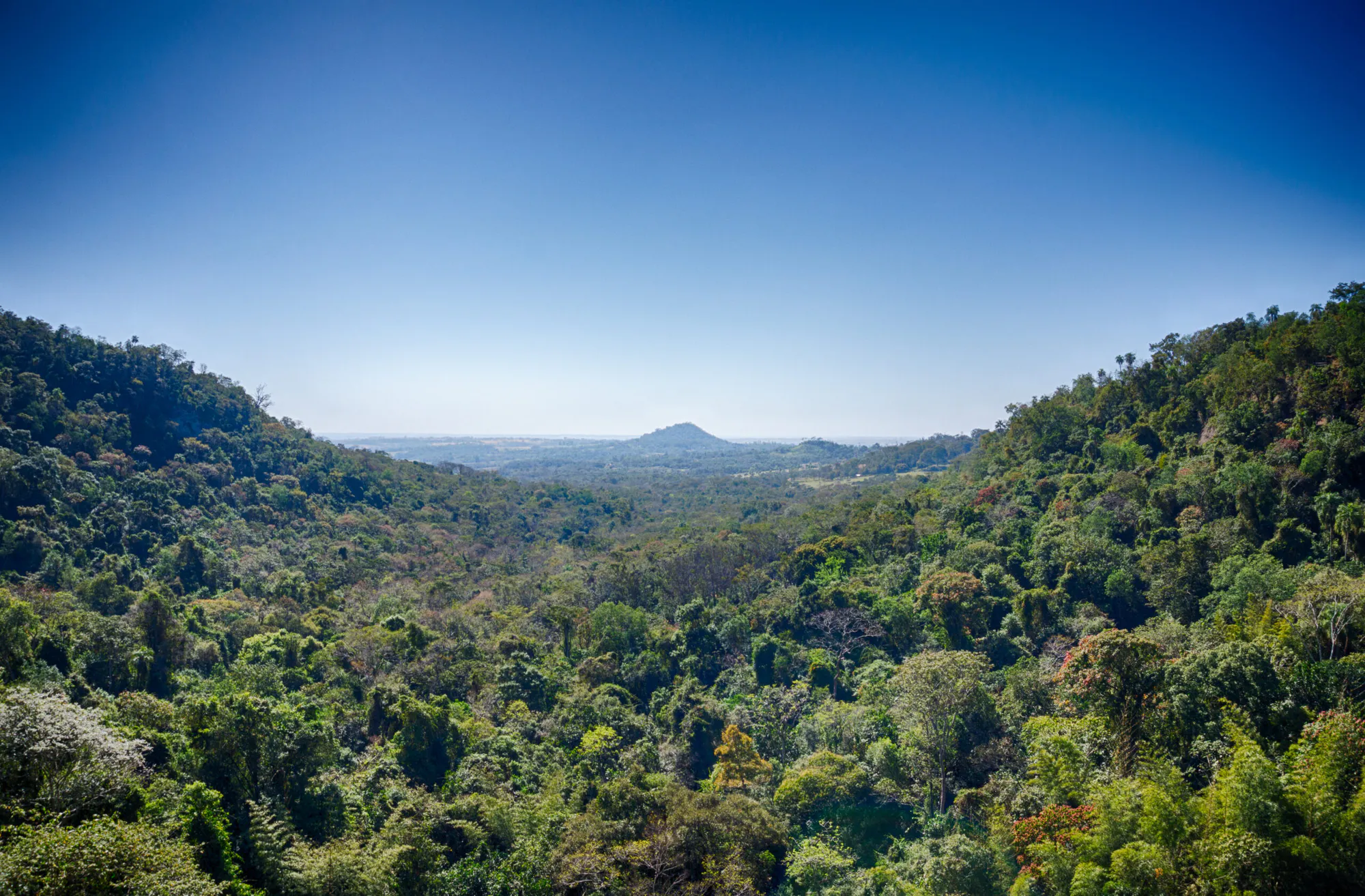 Mixed Planting of Native and Non-Native Species in Paraguay-I