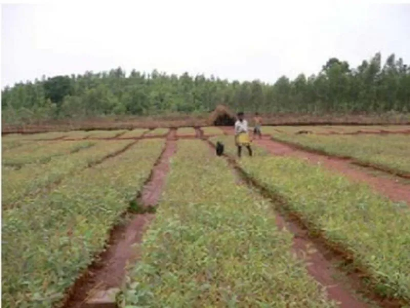 Reforestation of Severely Degraded Farm Land