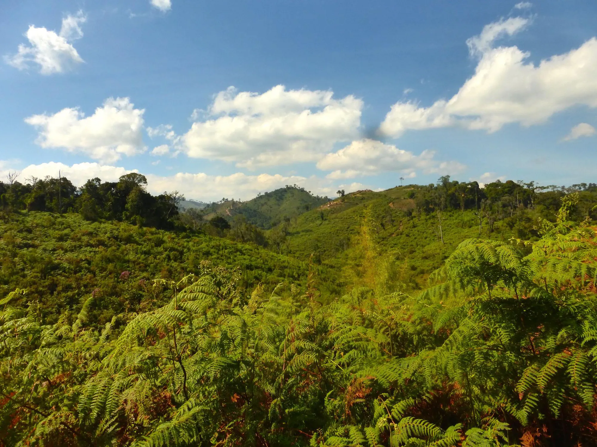 Eastern DRC: Protect Africa’s Biodiversity Hotspot