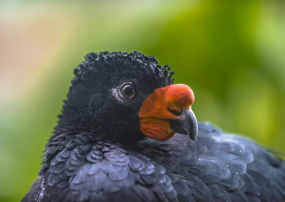 Save the Brazilian Amazon