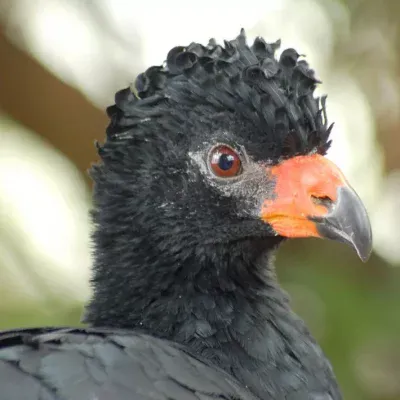 Save the Brazilian Amazon