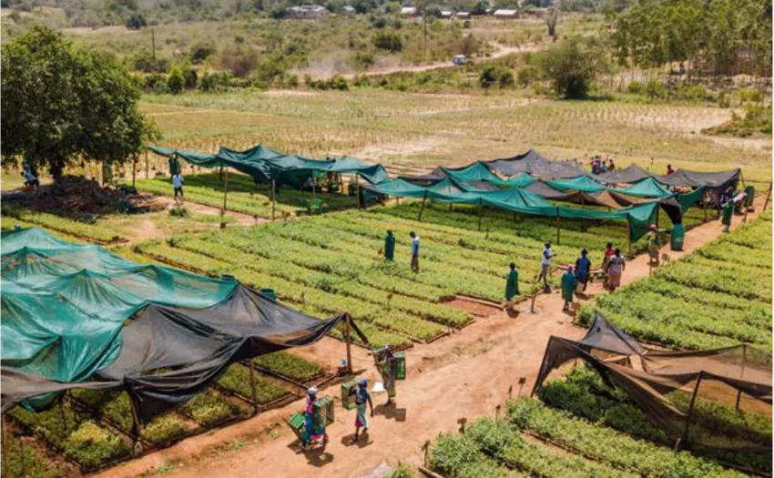 Komaza Smallholder Farmer Forestry Kenya