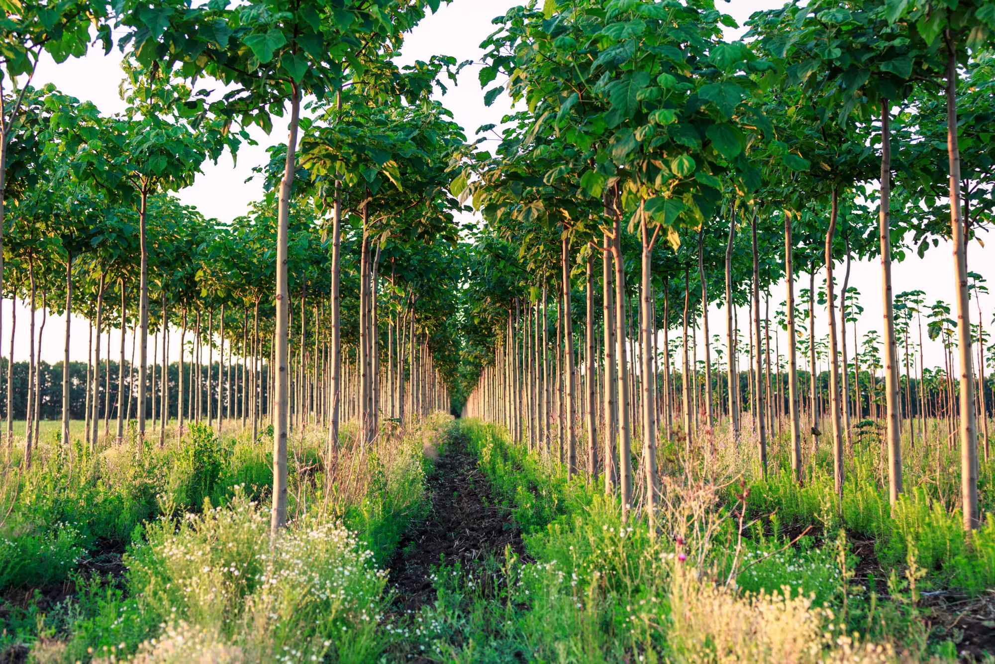 Growing a Greener Future: Paulownia Carbon Sequestration in The Netherlands