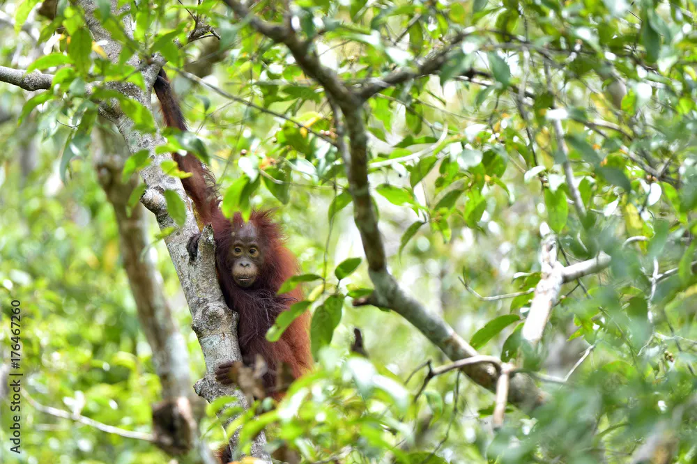 Rimba Raya Biodiversity and Wetland Restoration