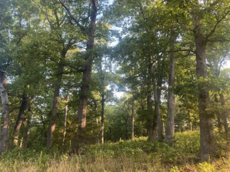 Northwest Arkansas Forest Conservation