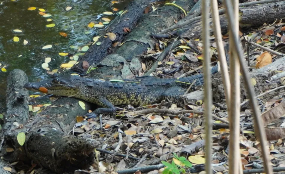 Restoring the Jaguar’s Realm: A Reforestation Initiative in Southeast Mexico