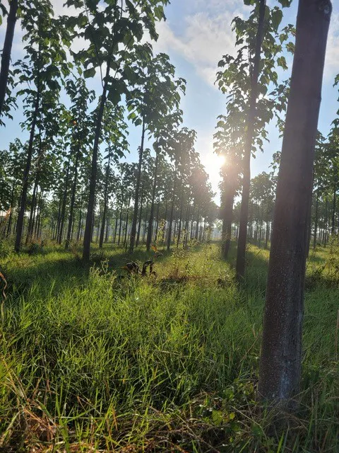 Growing a Greener Future: Paulownia Carbon Sequestration in The Netherlands