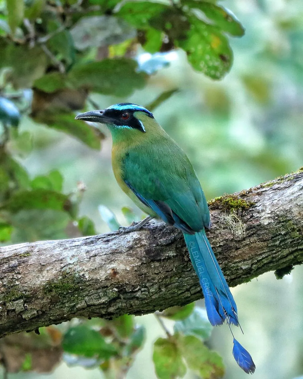 Preserving Indigenous Forest Landscapes in Oaxaca