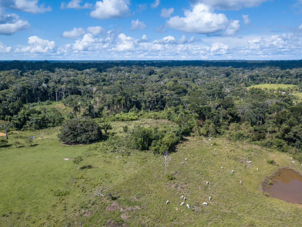 Carbono Verde ARR Project